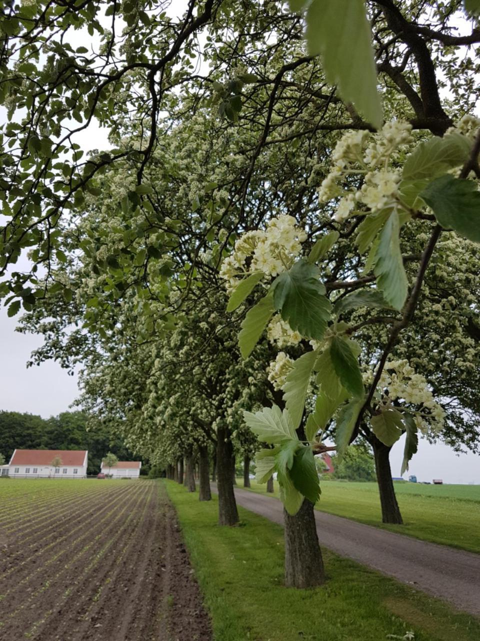 Wirketorp Countryside Hotel Kävlinge Buitenkant foto